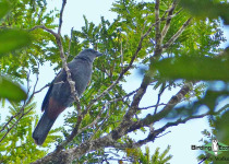 New Caledonian Cuckooshrike