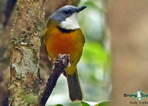 New Caledonian Whistler