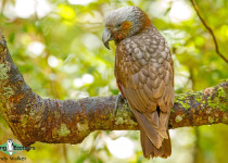 New Zealand Kaka