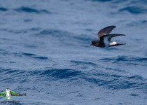 New Zealand Storm Petrel