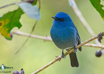 Nilgiri flycatcher