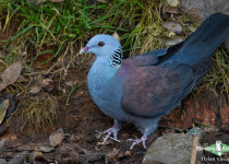 Nilgiri wood pigeon