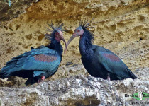 Northern Bald Ibis