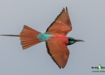 Northern Carmine Bee-eater