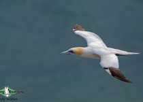 Northern Gannet