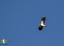 Northern Lapwing