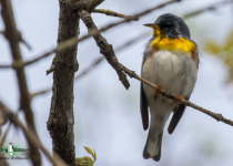 Northern Parula