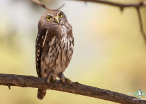 Northern Pygmy Owl
