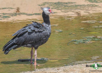 Northern Screamer