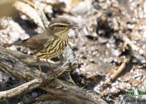 Northern Waterthrush