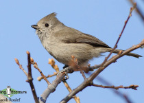 Oak Titmouse