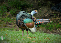 Ocellated Turkey