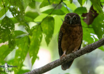 Ochre-bellied boobook
