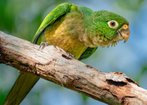 Olive-throated Parakeet