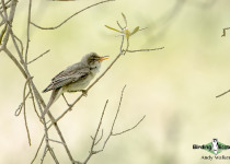Olive-tree Warbler