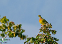 Orange-breasted Green Pigeon