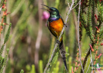 Orange-breasted Sunbird