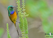 Orange-breasted Sunbird