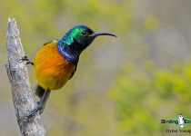 Orange-breasted Sunbird
