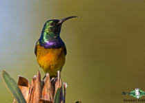 Orange-breasted Sunbird