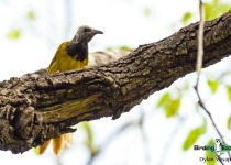 Oriole Warbler