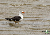 Pacific Gull