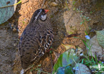 Painted Bush Quail
