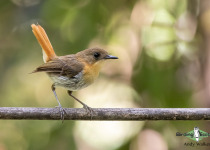 Palawan Flycatcher