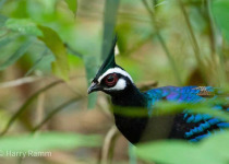 Palawan peacock-pheasant