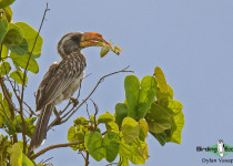 Pale-billed Hornbill