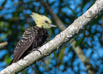 Pale-crested Woodpecker