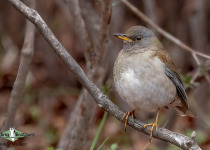 Pale Thrush