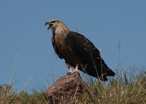 Pallas's Fish Eagle
