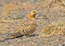 Pallas's Sandgrouse