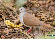 Pallid Dove