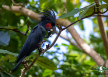 Palm Cockatoo