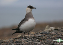 Parasitic Jaeger