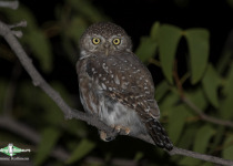 Pearl-spotted Owlet