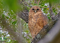 Pel's Fishing Owl