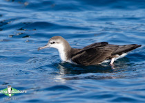 Persian Shearwater