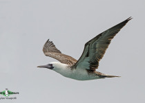 Peruvian booby