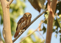 Peruvian Pygmy Owl