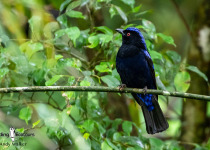 Philippine Fairy-bluebird