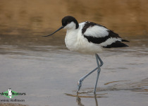 Pied Avocet