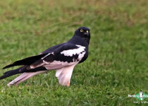 Pied Harrier