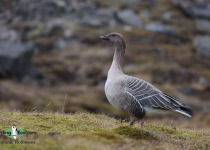 Pink-footed Goose