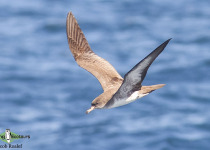 Pink-footed Shearwater