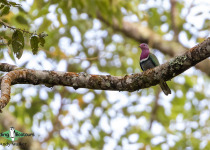 Pink-headed Fruit Dove