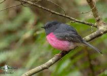 Pink Robin