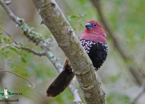Pink-throated Twinspot